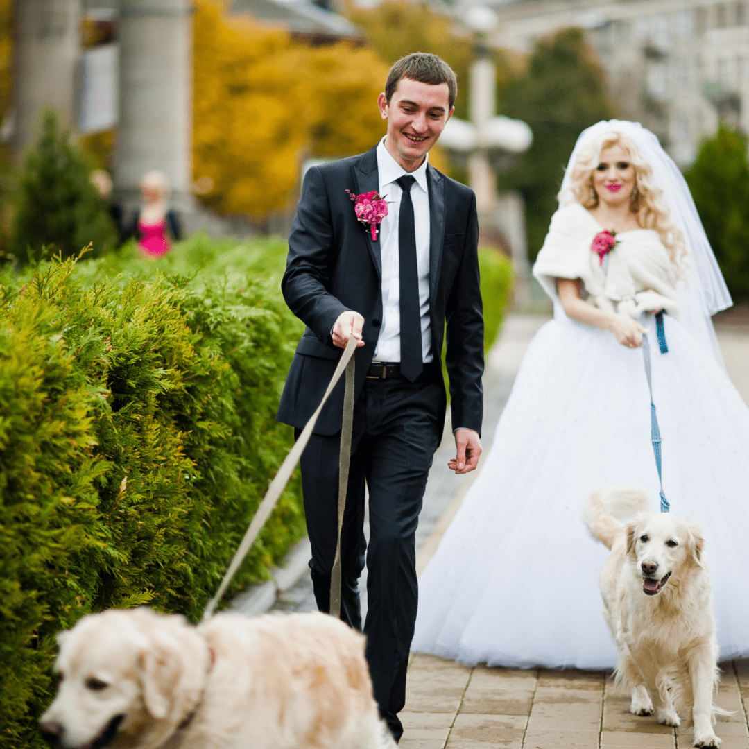 A groom holding a dog on a leash with a bride behind them